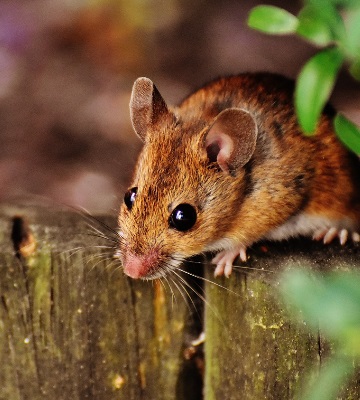 rongeurs nuisibles