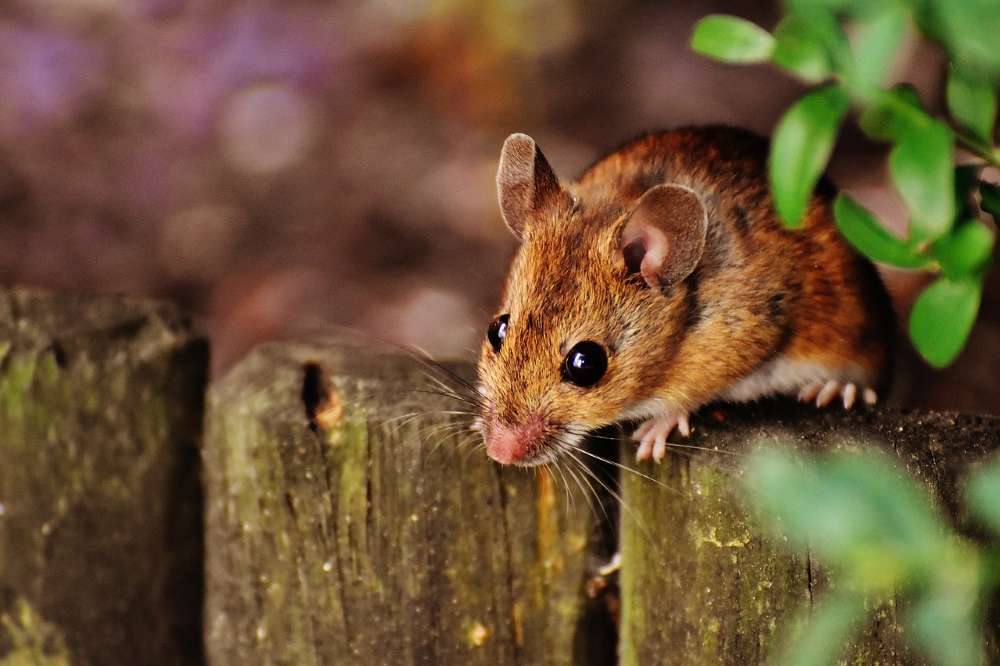 Piège à souris 6 pièces - Piège à rats - En bois - Piège - Contre les  souris - Rats 