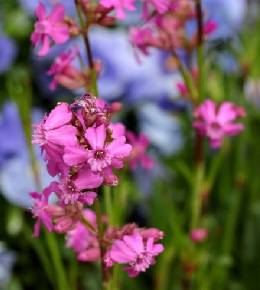 lychnis plante