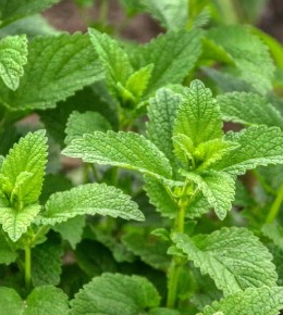 Mélisse officinale : plantation, culture et récolte