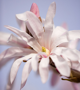 magnolia étoilée