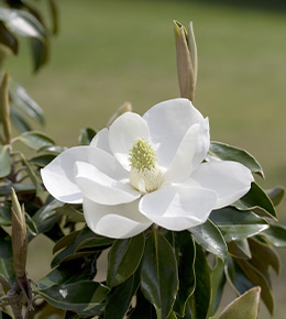 Magnolia fleur