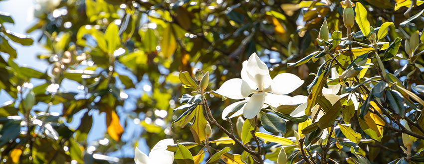 arbre magnolia