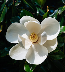 Magnolia Grandiflora 