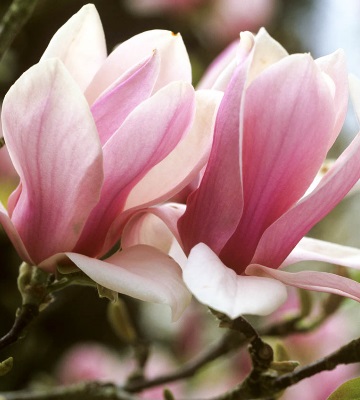 plantation magnolias