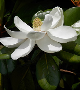 magnolia