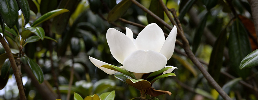 magnolia fleur