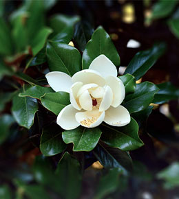 fleur magnolia