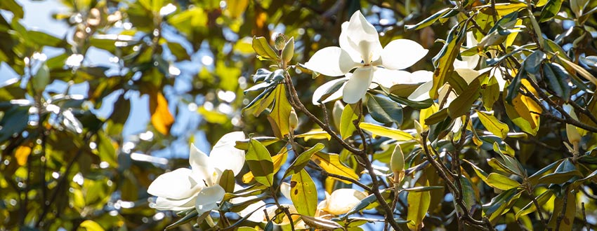 magnolia persistant