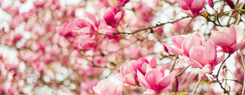 fleurs magnolia