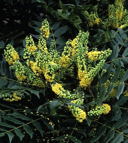 mahonia entretien