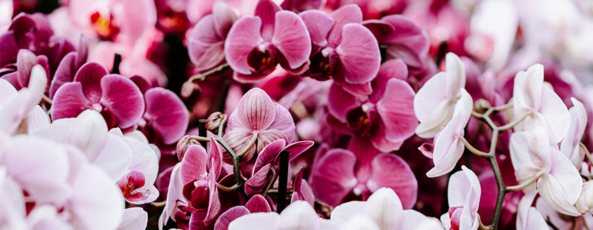 Orchidées colorées