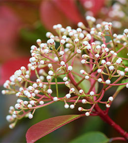 Fleur Photinia