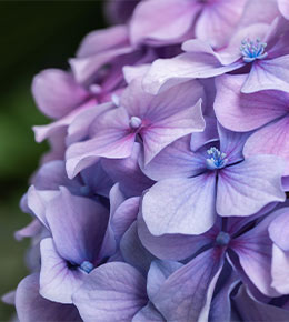 hortensia violet