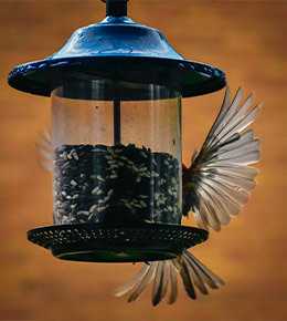 Mangeoire à suspendre oiseaux