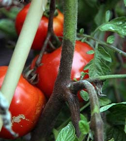 Tomate mildiou