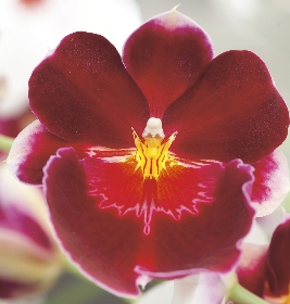 orchidée miltonia