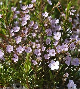 buisson de diosma hirsuta pink fountain en fleur