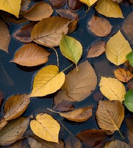 Feuille morte sur la surface d'un bassin de jardin