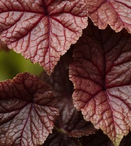 Haie de heuchera avec gros plan sur leurs feuilles