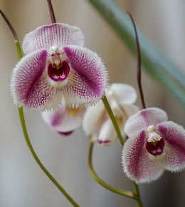 Gros plan sur des fleurs d'orchidée tête de singe