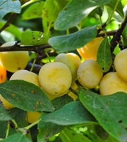 mirabellier fruit 