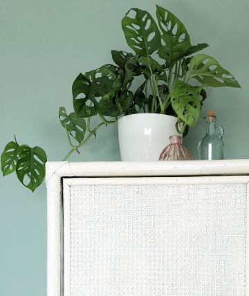 monstera monkey mask