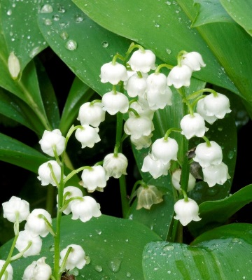 brin de muguet