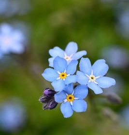 Entretien Myosotis