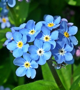 Myosotis bleu des Alpes