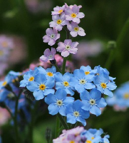 Conseils pour faire fleurir les myosotis