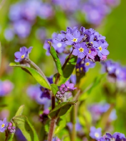 Planter les graines des myosotis pour en obtenir de belles fleurs