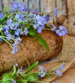 Quelles sont les significations du myosotis ? 