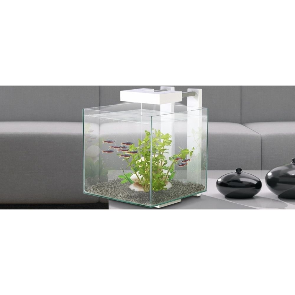 poisson nano aquarium