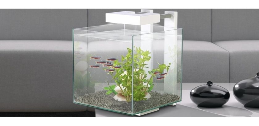 poisson nano aquarium