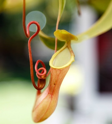 nepenthes culture