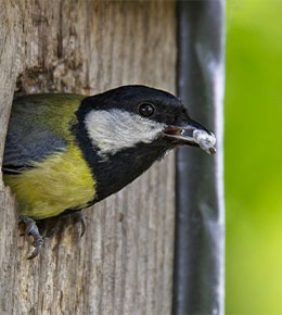 oiseaux nichoir fermé

