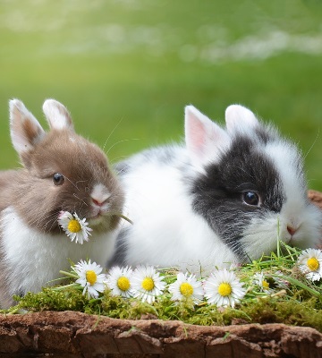 Accueillir et s occuper d un lapin nain Truffaut