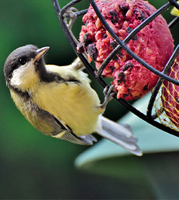 boule de graisse oiseaux