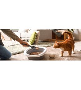 Comment choisir la bonne litière pour le confort de votre chat ?