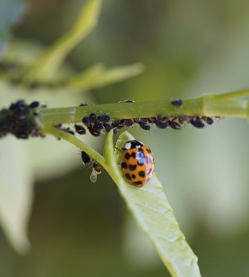 Lutter contre limaces et escargots Truffaut