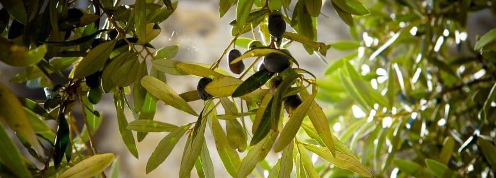 fruits de l'olivier