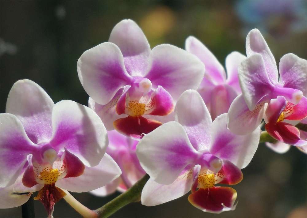 Orchidée phalaenopsis : soins et conseils d'entretien | Truffaut