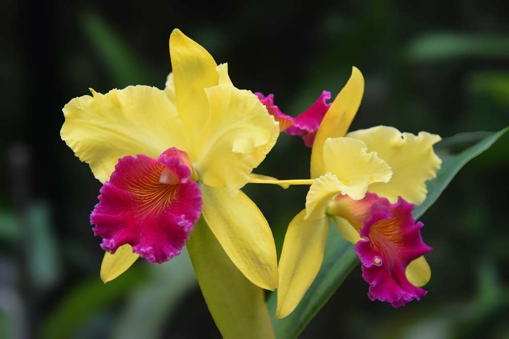 entretien orchidée cattleya