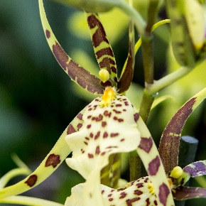 Orchidée Vanda : culture et entretien | Truffaut