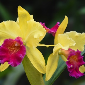 orchidée cattleya