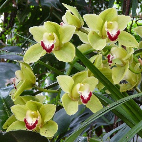 orchidée bambou