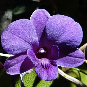 orchidée dendrobium