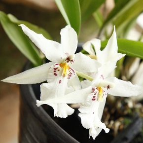plante d'intérieur oncidium