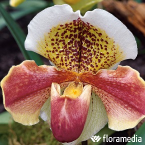 Cultiver l'orchidée Sabot de Vénus (paphiopedilum)